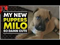 MY NEW PUPPY - MILO
