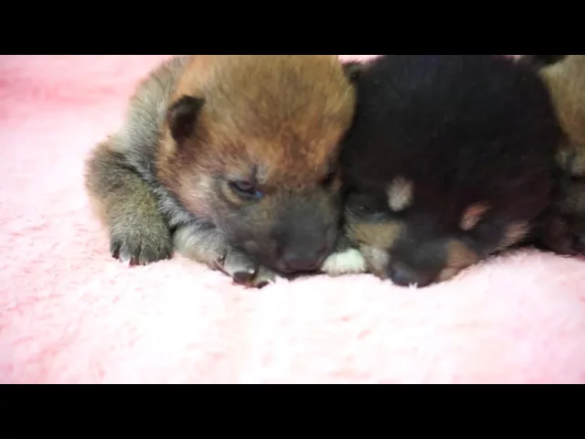 動画