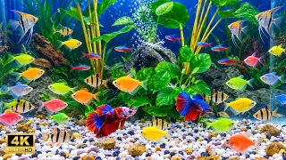 Ultimate Calming Aquarium for Cats Tropical Fish in a Stunning Green Aquascape No Music 2 Hours 4K