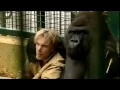 Download Lagu Gorilla Gorilla - Damian Aspinall \u0026 Kifu at Howletts Wild Animal Park, Kent