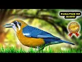 Download Lagu Masteran Burung Juara Dunia
