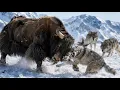 Predator vs Prey A Fight for Survival in the Himalayas