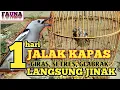 CARA CEPAT MENJINAKAN JALAK KAPAS