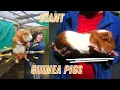 All about Giant Guinea Pigs - Cuy Criollo