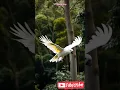 Download Lagu very beautiful bird #shorts #birds #animation #ai #shortvideo #sigemoy #shortvideo #talkingparot