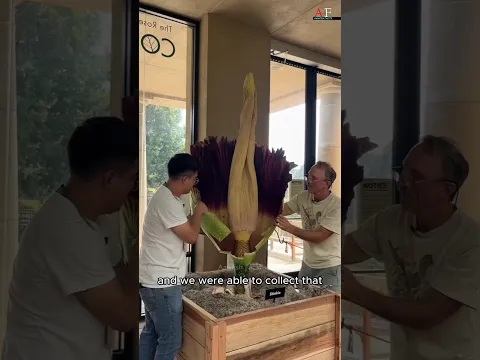 Saving the Corpse Flower. 🌸🧬 #shorts