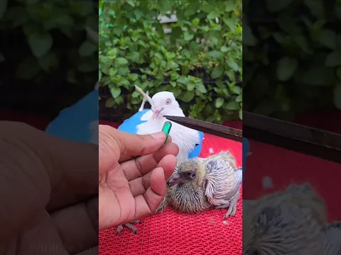 Why are these green capsules fed to pigeons? #shorts