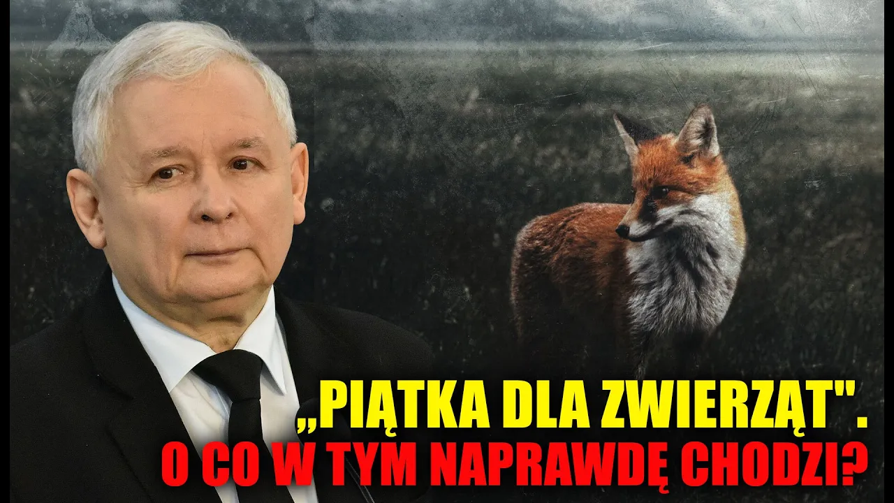 „Piątka dla zwierząt”. O co w tym naprawdę chodzi?