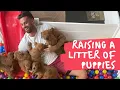 What s It Like Raising a Litter of Goldendoodle Puppies