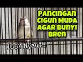 Pancingan Cigun Agar Bunyi Speed Rapat, Dijamin Cigun Paud dan Bahan Langsung Ikut Bunyi Bren