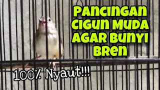 pancingan cigun agar bunyi speed rapat dijamin cigun paud dan bahan langsung ikut bunyi bren