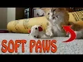 Download Lagu DON'T DECLAW YOUR CAT!!! Try Soft Paw Nail Caps Instead!