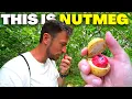 Lagu NUTMEG: The Fruit Once Worth MILLIONS 🇮🇩