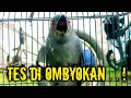 Download Lagu srigunting abu abu gacor AMPUH buat PANCINGAN srigunting abu biar bunyi | burung srigunting gacor