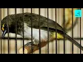 Cukup 5 menit!!! Burung Rengganis manapun bakal nyaut dan gacor