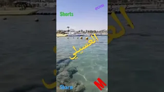 العسيلي أموت أنا 