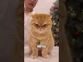 Download Lagu 5 Signs Your Cat Hates You