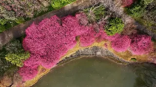 Would You Visit Zhejiang University in Spring?
