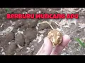Download Lagu berburu Muncang ketika belum musim tapi??  #adumuncang #tradisional #muncang #kemiri