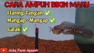 effective ways to train channa maru mentally to be fierce u0026 flaring hands