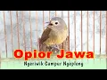 Download Lagu Opior Jawa Ngeriwik Campur Ngeplong