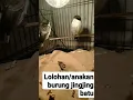 Download Lagu anakan burung jingjing batu/lumba lumba