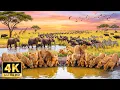 Lagu African Wilderness in 4K | Tranquil Savanna Views and Majestic Wildlife with Relaxing Music