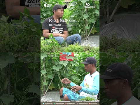 Timun/cabai tetap gacor! Ikuti tips di video ini👉 #tips #pertanian #pupukbuah #kalinet #vitaronsl
