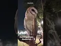 Download Lagu Suara burung hantu dimalam hari