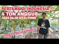 Download Lagu EPS 80 - INI LUAR BIASA !!! PANEN ANGGUR SAMPAI 4 TON