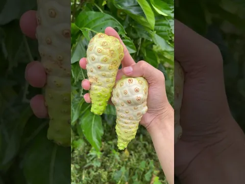 Harvesting giant noni fruits - For fruit lovers