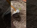 Ryobi 4 stroke Roto-tiller in action π€ #landscaping #ryobi