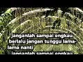 Lagu Jangan Tunggu Lama lama - Cici Paramida (Lyrics)