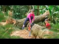 Download Lagu Powerful Chainsaw Cuts Large Logs for Sell - Use Wood Branches as Firewood | Nhất My Bushcraft