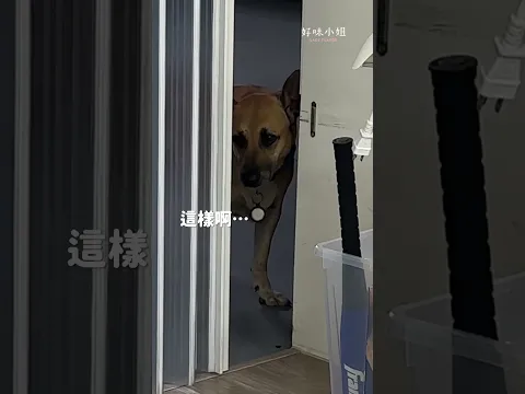 陪我啦陪我的葵 🐕 #寵物 #狗狗 #dog