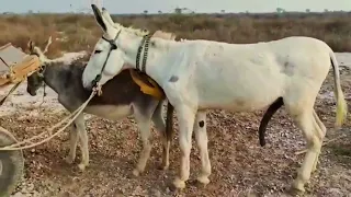 تزواج الحيوانات تزواج الحمير في الشارع 