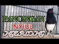 Download Lagu Suara pancingan kacer nyiul ngeplong bagus untuk memancing kacer stres dan macet bunyi!