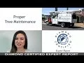 Diamond Certified Experts Proper Tree Maintenance
