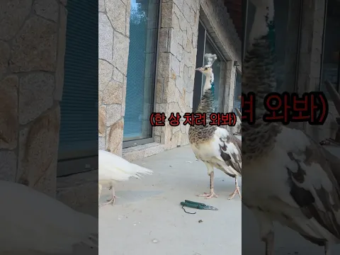 우리집 밥귀신(공작새)들 ㅋㅋ