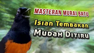 masteran murai batu isian tembakan mudah ditiru jendelakicautotti