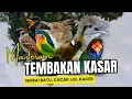 Download Lagu Masteran Tembakan Kasar Untuk Burung Murai Batu ,Cucak Ijo ,Kacer