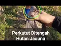 Download Lagu Lain dicari lain didapat #perkutuk #burung