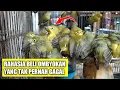 Download Lagu GINI INI..!! CARA MEMILIH PLECI OMBYOKAN YANG BENAR