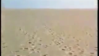 مقطع من فلم عمر المختار وهو يخدع اعدائه ب الركض خلفه حتى اوقعهم في الكمين  مقطع من فلم عمر المختار وهو يخدع اعدائه ب الركض خلفه حتى اوقعهم في الكمين