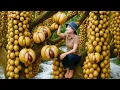 Download Lagu Harvesting Golden Clusters in the Forest | Giant Fruits Piercing Tree Trunks by the Rushing Stream