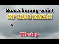 Suara Burung walet SP LIUR EMAS anti galau