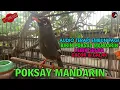 Lagu POKSAY MANDARIN GACOR LUAR BIASA GAYA EDAN!