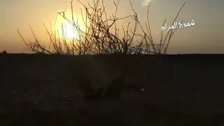 ياخوي ليتن الليالي على الكيف  دندنها
