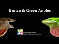 Prototype Documentary Anole Lizards at the Nature Discovery Center