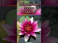 Download Lagu Kemampuan \